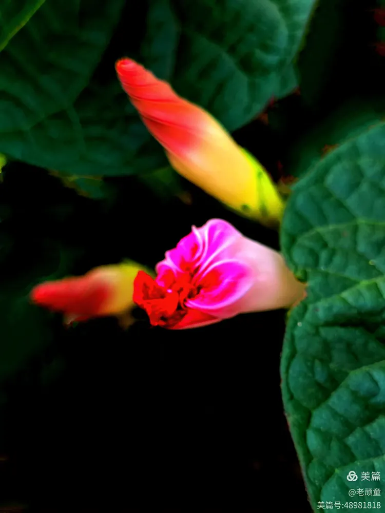 牵牛花的花苞,早上和上午开花,午后闭合凋谢,过程虽然很短暂,但花苞的